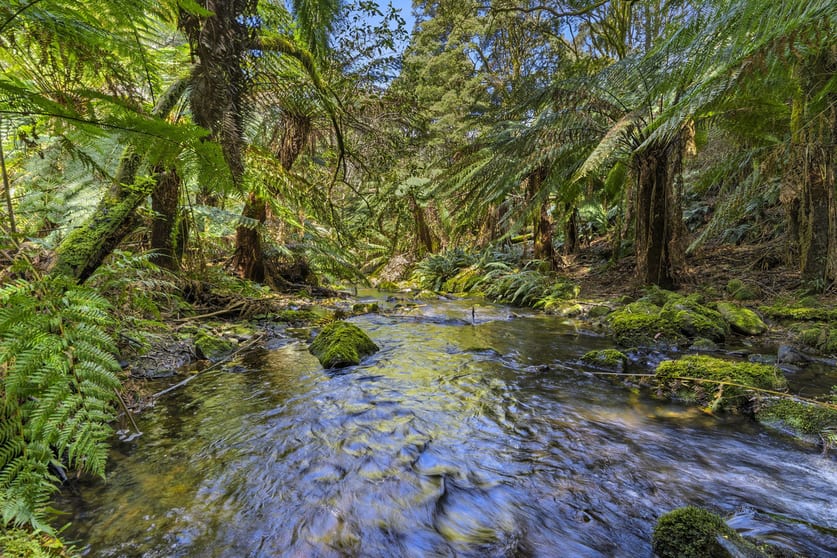 Click to view all images 675 Skenes Creek Road Skenes Creek North VIC 3233 - Image 3