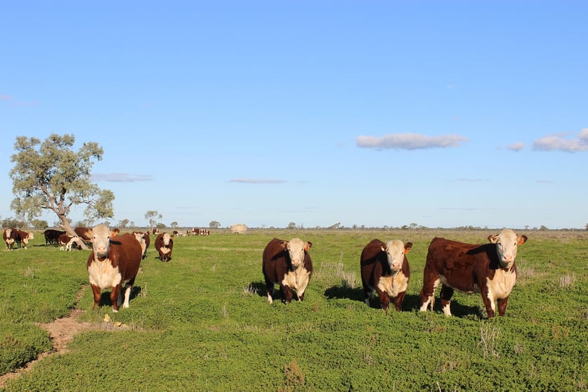 Click to view all images 1378 Keewong Lane Coonamble NSW 2829 - Image 1