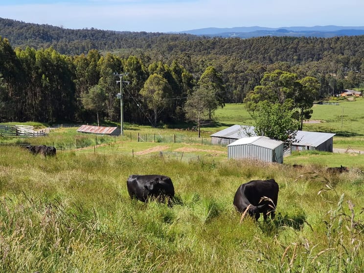 157 Beasleys Road Frankford TAS 7275 - Image 3