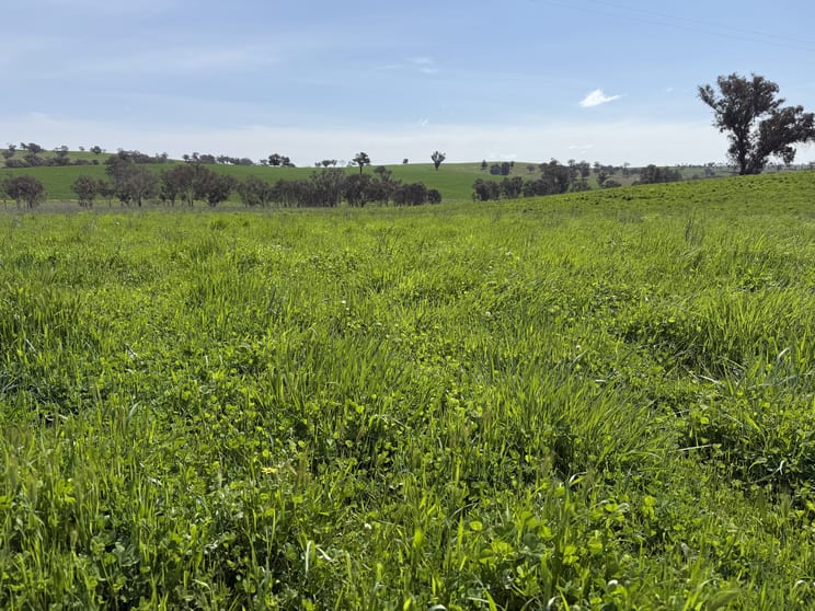 Click to view all images Monterosa, 744 Warrendale Road Greenethorpe NSW 2809 - Image 2