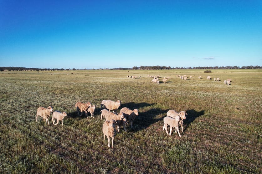 Click to view all images Kookaburragong 8048 The Gipps Way Condobolin NSW 2877 - Image 3