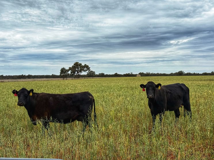 Click to view all images 'Napunyah' 1224 Eremeran Road Condobolin NSW 2877 - Image 1