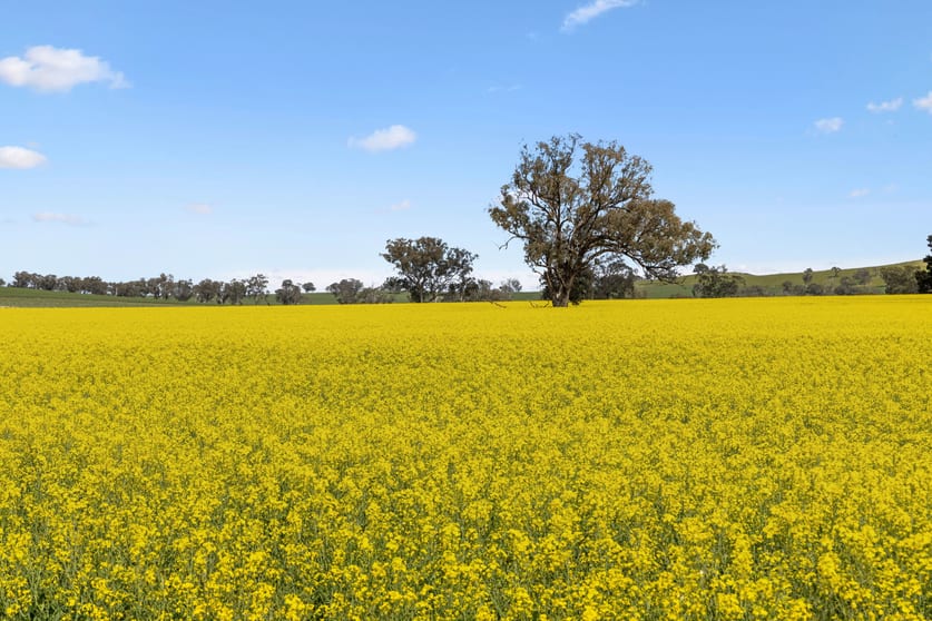 Click to view all images "Bellissima" 630 Astons Lane, Thuddungra Via Young NSW 2594 - Image 1