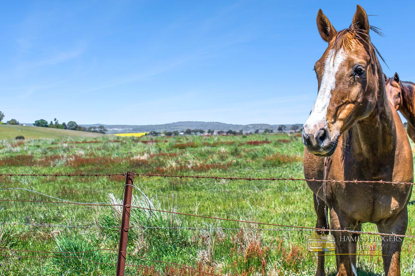 Click to view all images 399 Mount Rankin Road Mount Rankin NSW 2795 - Image 2