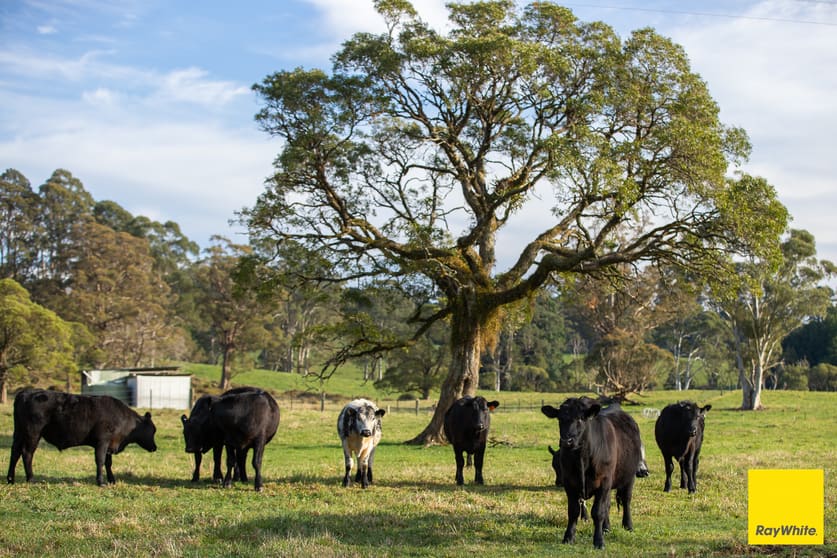 6060 Waterfall Way Dorrigo NSW 2453 - Image 1