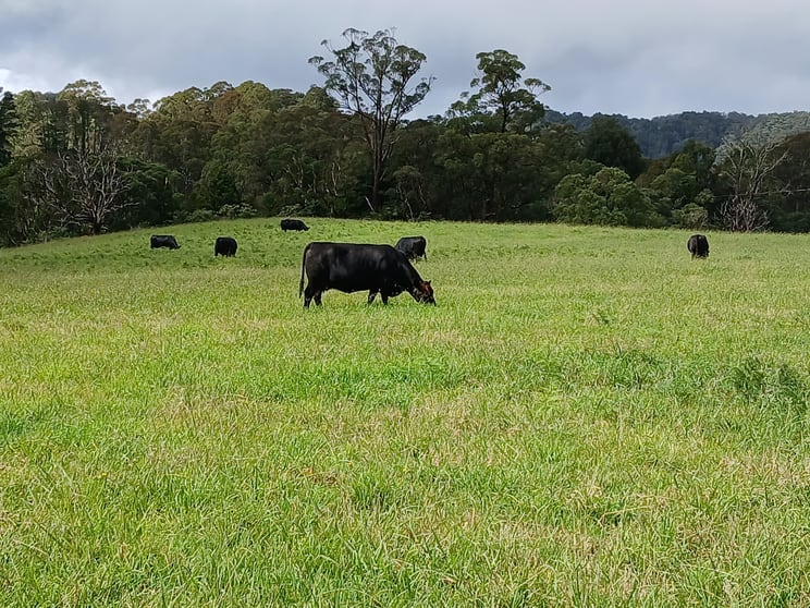 6060 Waterfall Way Dorrigo NSW 2453 - Image 3