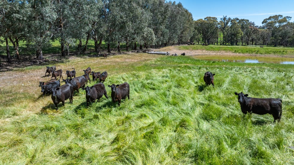 Click to view all images 'High View'/778 Mountain Creek Road Mullengandra NSW 2644 - Image 2