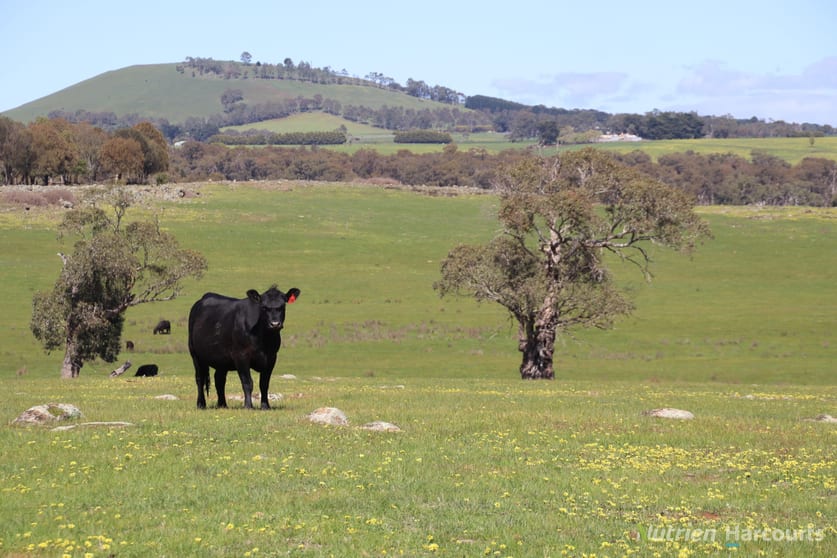 Click to view all images 279 Eastern Hill Road Blampied VIC 3364 - Image 3