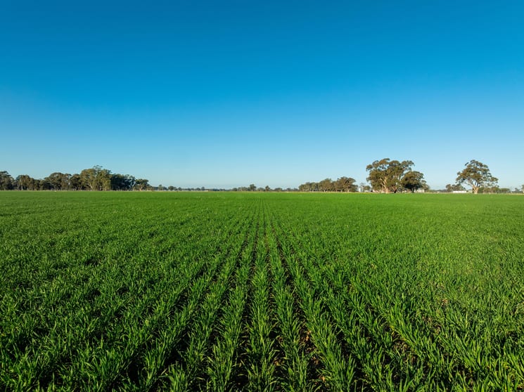 Click to view all images 479 Stokes Road Strathmerton VIC 3641 - Image 1