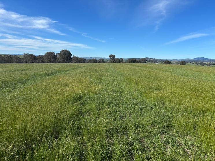 1050 Garland Road Garland NSW 2797 - Image 3