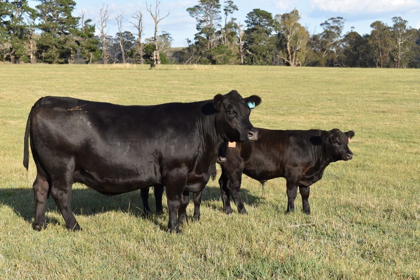 Click to view all images 584 Three Brothers Road Moorilda NSW 2795 - Image 2