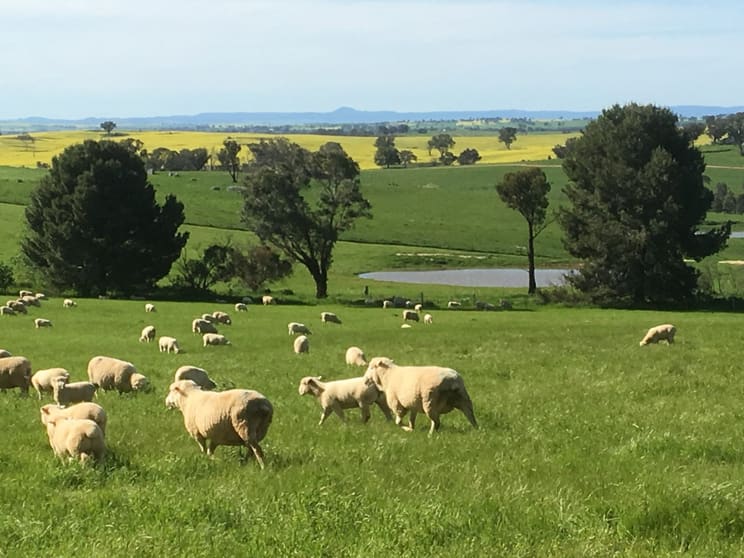 Click to view all images 100 Powderly's Road Young NSW 2594 - Image 3
