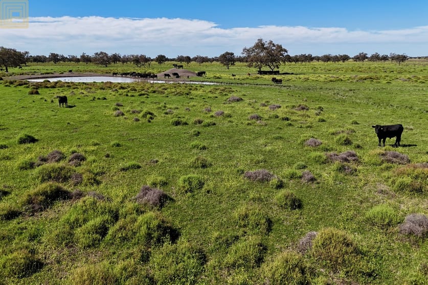 909 Epping Road Pilliga NSW 2388 - Image 1