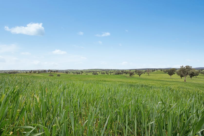 Click to view all images 5902 Mitchell Highway Molong NSW 2866 - Image 2
