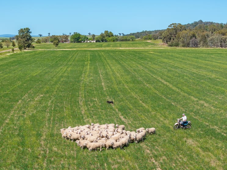 Click to view all images 92 Campbells Lane Canowindra NSW 2804 - Image 3