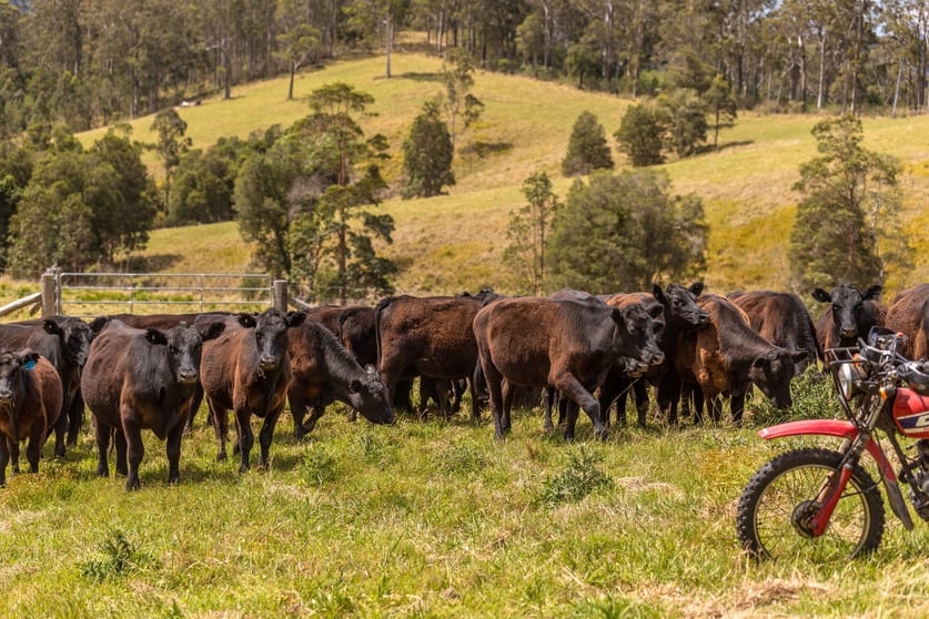 Click to view all images 129 Days Road Belbora NSW 2422 - Image 1