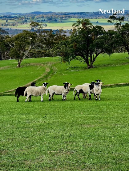 Lot 556 Kelly Road Undalya SA 5451 - Image 1