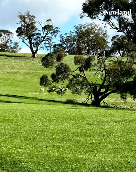 Lot 556 Kelly Road Undalya SA 5451 - Image 3