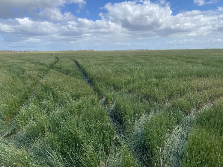 Three Chain Road Birchip VIC 3483 - Image 1