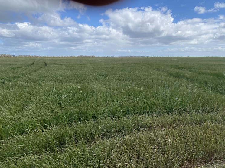 Three Chain Road Birchip VIC 3483 - Image 3
