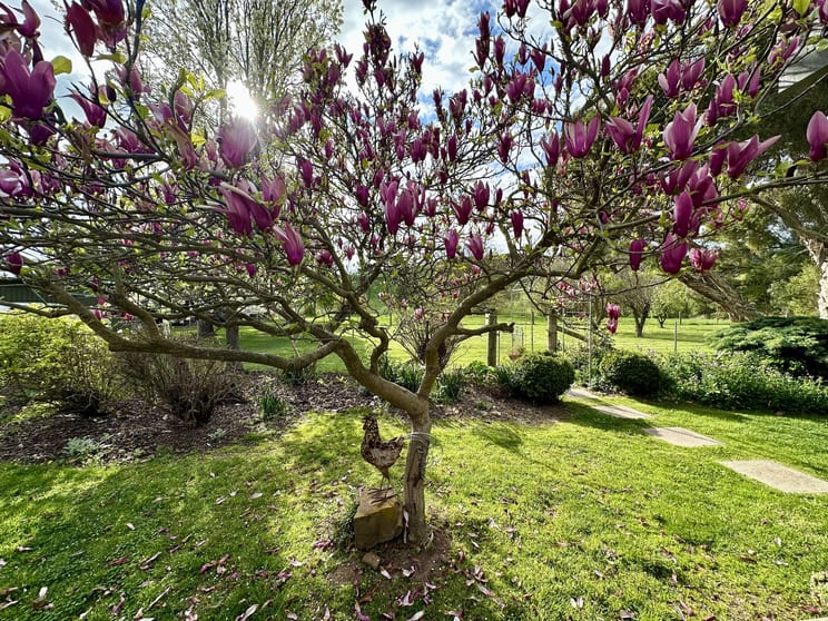 Click to view all images 105 Graves Road Mansfield VIC 3722 - Image 3