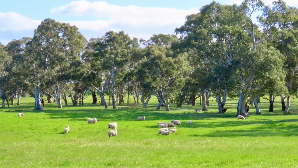 Click to view all images Lot 9 Mount Burr Road Monbulla SA 5277 - Image 1