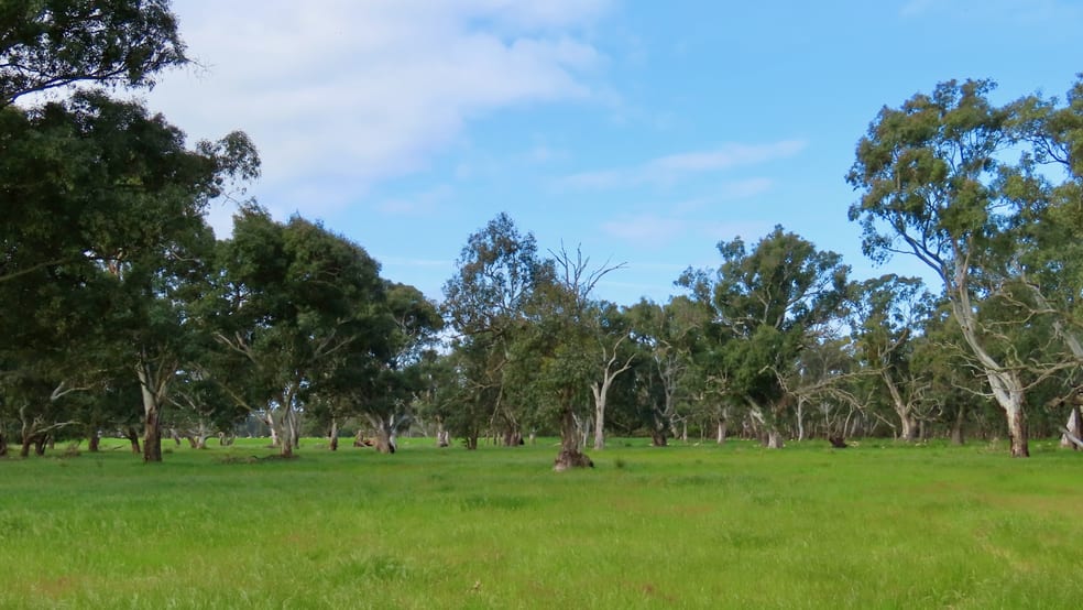 Click to view all images Lot 9 Mount Burr Road Monbulla SA 5277 - Image 3