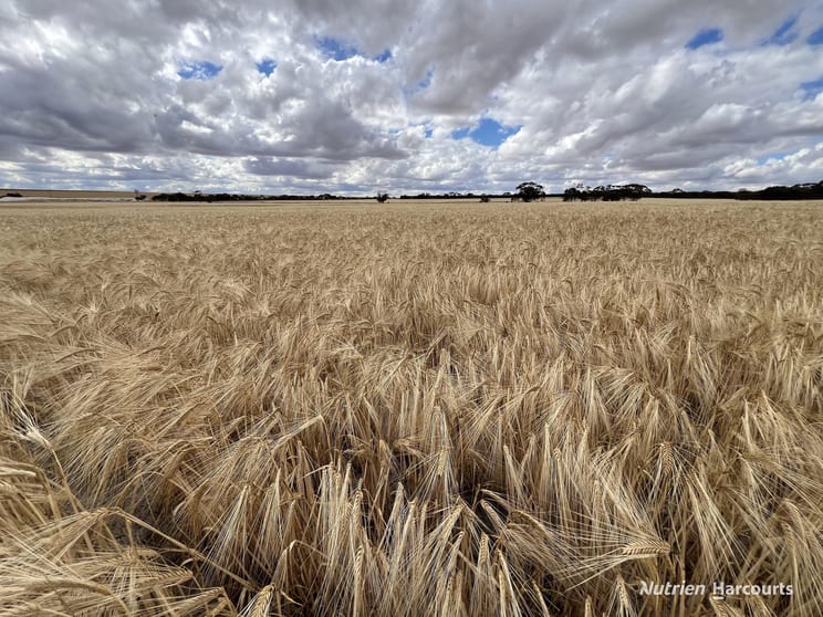 . Waitavalo Farms Narembeen WA 6369 - Image 3