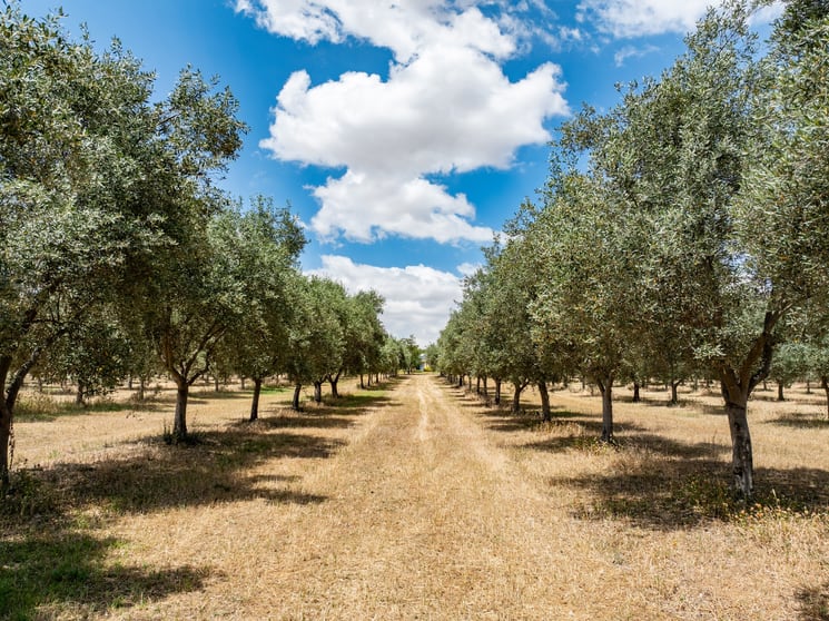 Click to view all images 20/444 Rivers Road Canowindra NSW 2804 - Image 3