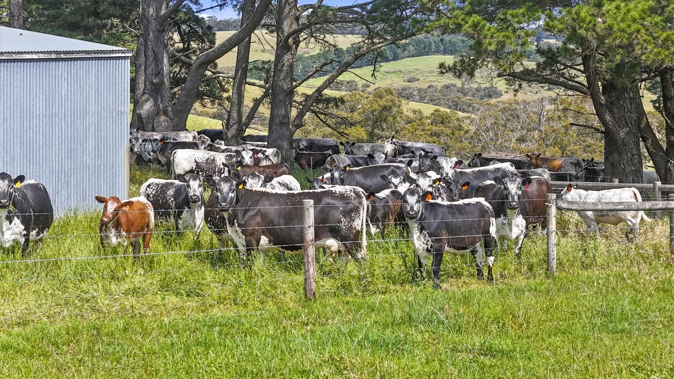 137 Faggotter Road Myponga SA 5202 - Image 1