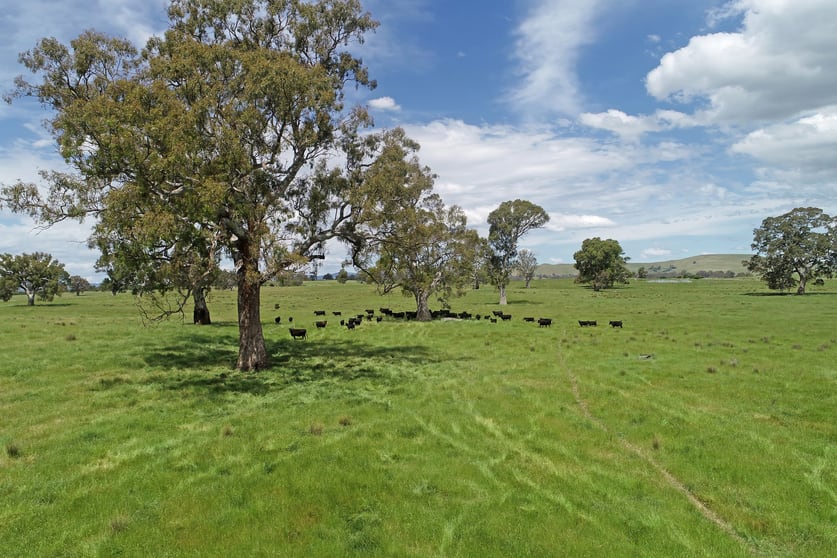 Click to view all images 3 Carlisle Hill Road Mansfield VIC 3722 - Image 3