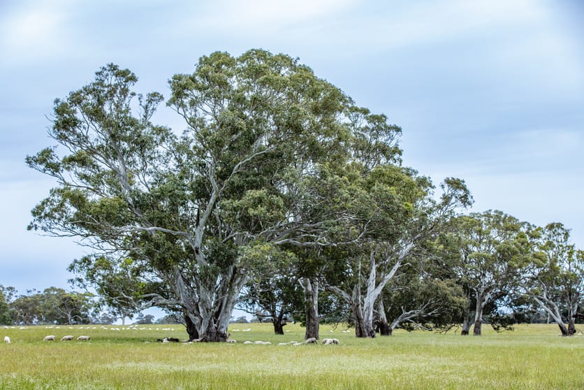 Corner Roy Lawries road and Pedericks Road Lochaber SA 5271 - Image 2