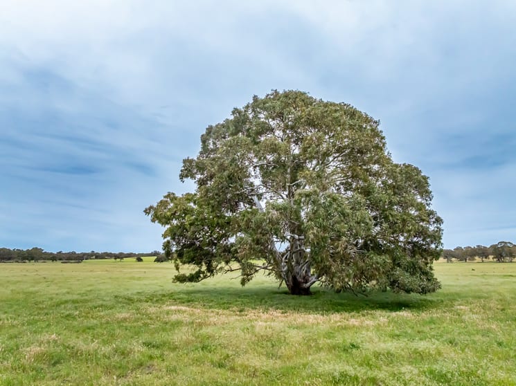 Corner Roy Lawries road and Pedericks Road Lochaber SA 5271 - Image 3