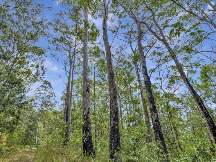 739 Upper Buckrabendinni Road Buckra Bendinni NSW 2449 - Image 2