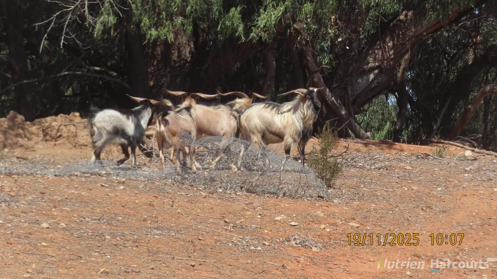 Click to view all images Glenown Station/781 Priory Tank Road Nymagee NSW 2831 - Image 3