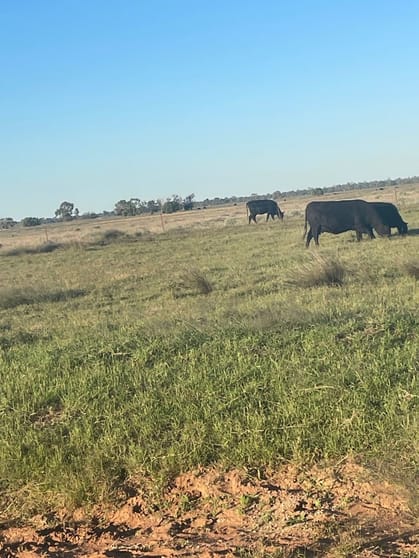 9812 Pilliga Road Coonamble NSW 2829 - Image 2
