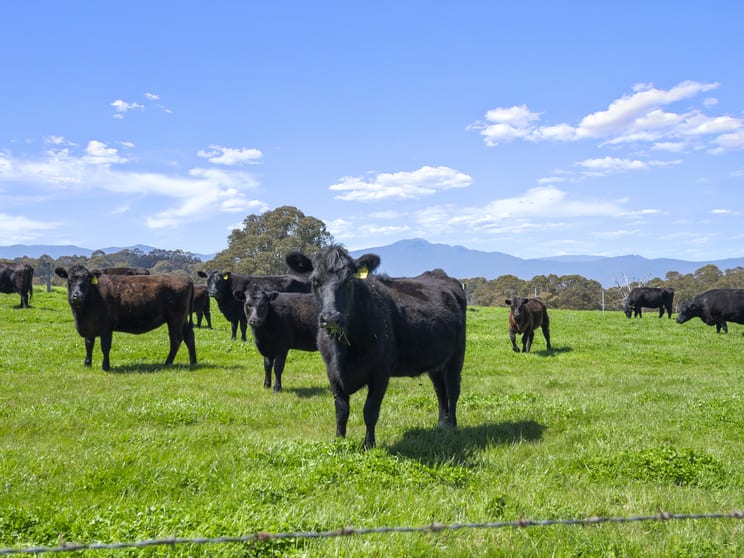 Click to view all images Lot 2/630 Glenroy Road Merrijig VIC 3723 - Image 1