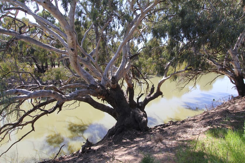 Click to view all images 68 Wilcannia-Menindee Road Menindee NSW 2879 - Image 2