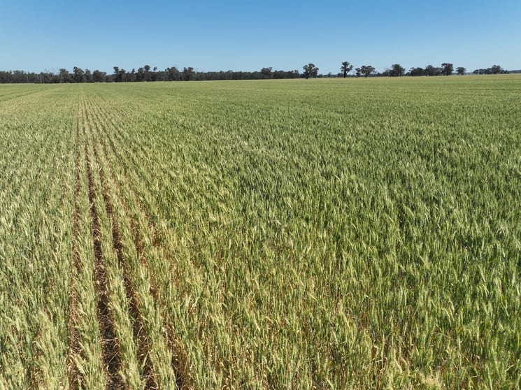 175 Kaarimba Road Wunghnu VIC 3635 - Image 3