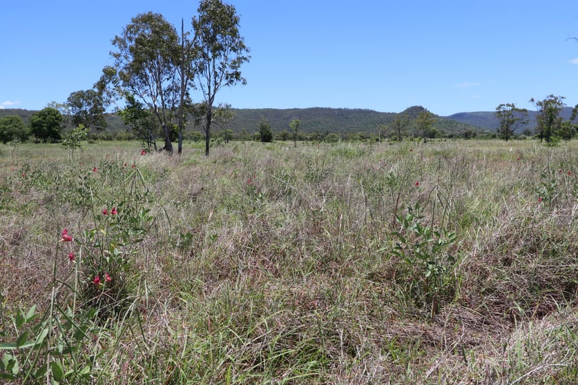92 Weale Creek Road Dalma QLD 4702 - Image 2