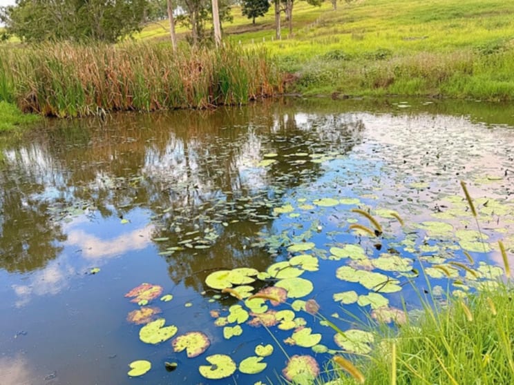 4411 Bruxner Highway Piora NSW 2470 - Image 3