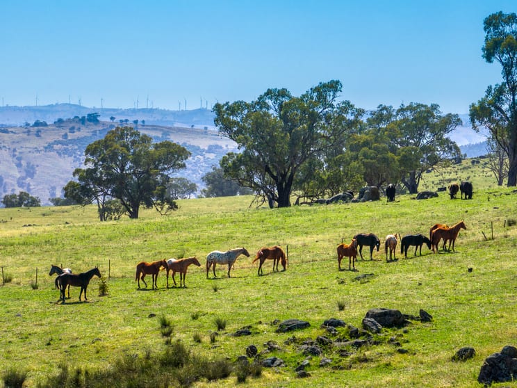 134 Kirribili Road Canowindra NSW 2804 - Image 2