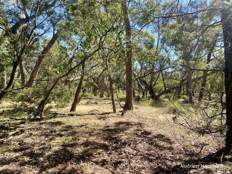 925 Mccalmans Road Corndale VIC 3311 - Image 2