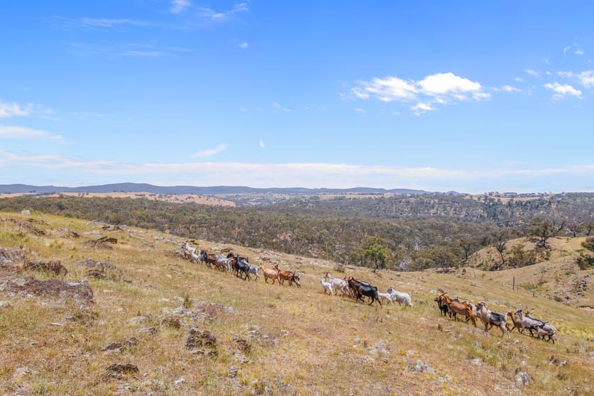 1884 Lower Lewis Ponds Road Ophir NSW 2800 - Image 1