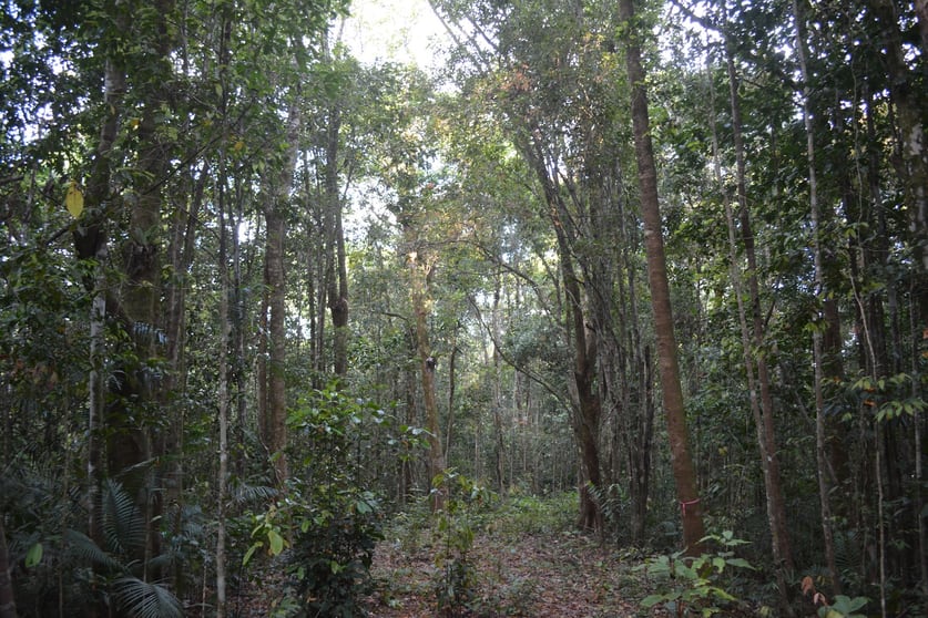 Click to view all images 9 Middlebrook Rd Millaa Millaa QLD 4886 - Image 2