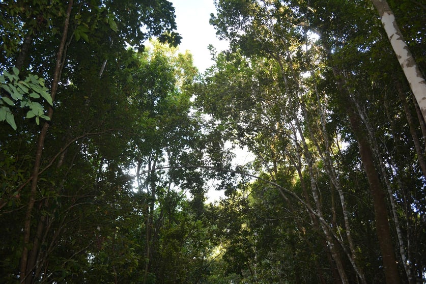 Click to view all images 9 Middlebrook Rd Millaa Millaa QLD 4886 - Image 3