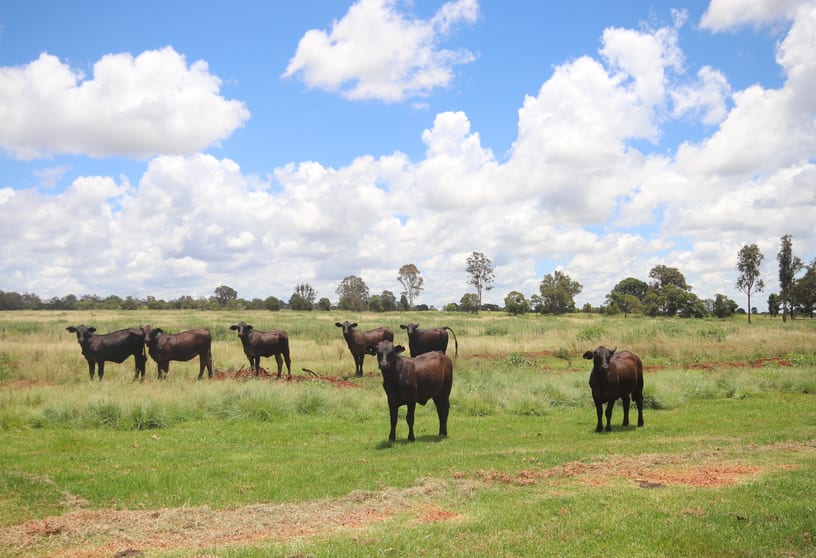 1285 Kingaroy Burrandowan Road, Wattle Grove Kingaroy QLD 4610 - Image 1