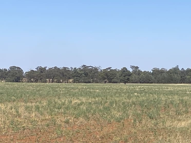 441 Imries Lane Tullibigeal NSW 2669 - Image 2