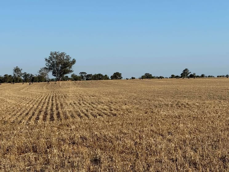Click to view all images 342 Olieview Road Parkes NSW 2870 - Image 2
