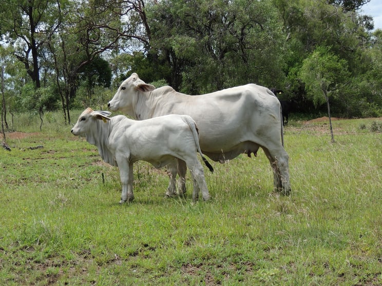 0 Pipeline Road Nine Mile QLD 4702 - Image 3